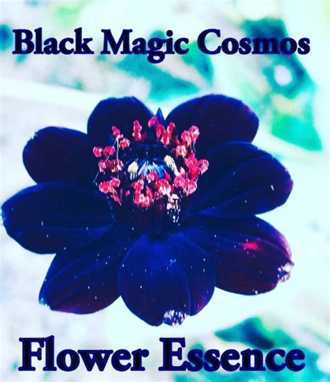 Black magic cosmos